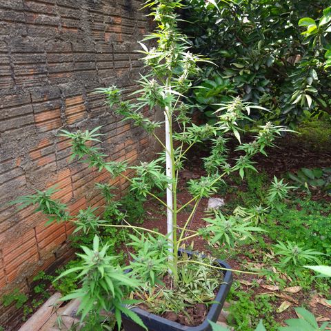 Auto Mac 51 - F1 growlog timeline photo