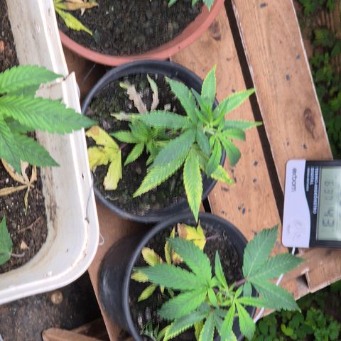 Oldman Bunshin do Bunshin 2 growlog timeline photo