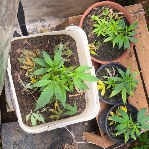 Oldman Bunshin do Bunshin 2 growlog timeline photo
