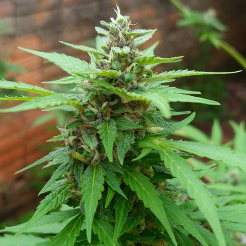 Auto Mac 51 - F1 growlog timeline photo