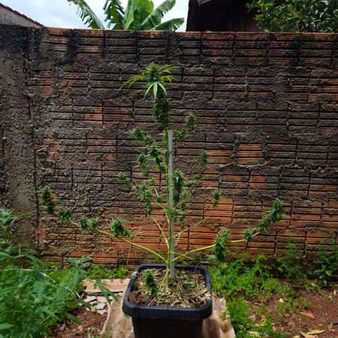 Auto Mac 51 - F1 growlog timeline photo