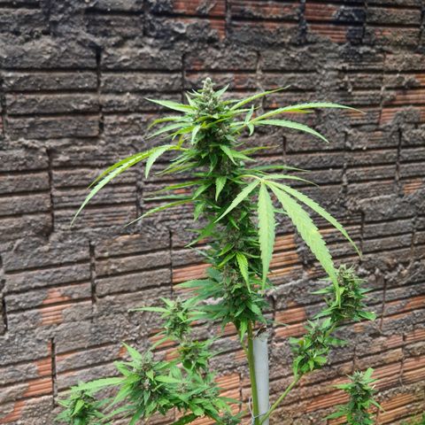 Auto Mac 51 - F1 growlog timeline photo