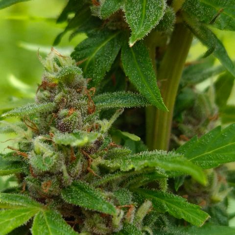 Auto Mac 51 - F1 growlog timeline photo