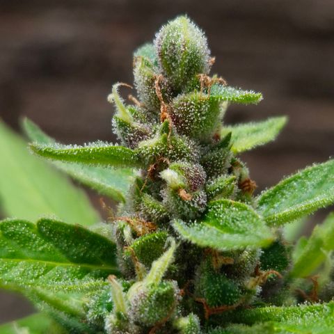 Auto Mac 51 - F1 growlog timeline photo