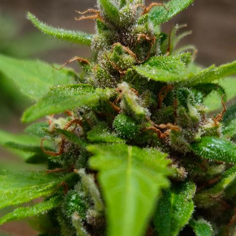 Auto Mac 51 - F1 growlog timeline photo