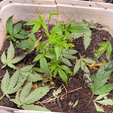 Oldman Bunshin do Bunshin 2 growlog timeline photo