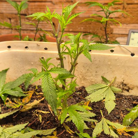 Oldman Bunshin do Bunshin 2 growlog timeline photo