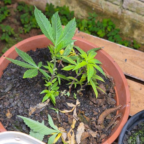Oldman Bunshin do Bunshin 2 growlog timeline photo