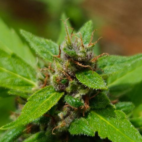 Auto Mac 51 - F1 growlog timeline photo