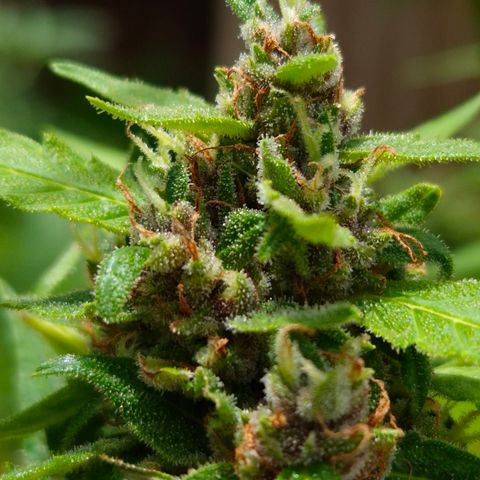 Auto Mac 51 - F1 growlog timeline photo