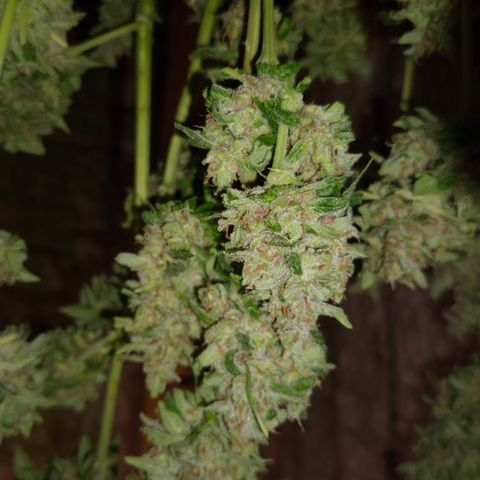 Auto Mac 51 - F1 growlog timeline photo