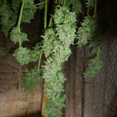 Auto Mac 51 - F1 growlog timeline photo