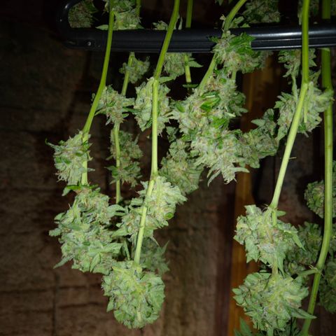 Auto Mac 51 - F1 growlog timeline photo