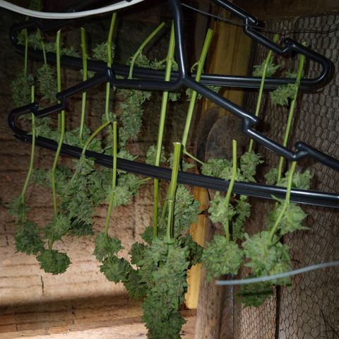Auto Mac 51 - F1 growlog timeline photo