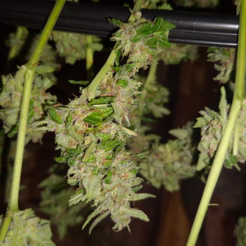 Auto Mac 51 - F1 growlog timeline photo