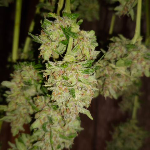 Auto Mac 51 - F1 growlog timeline photo