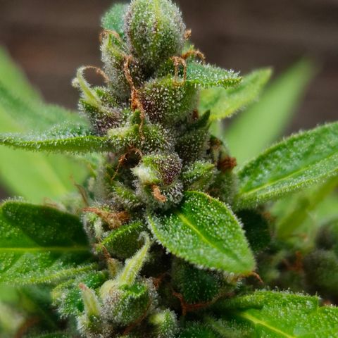Auto Mac 51 - F1 growlog timeline photo