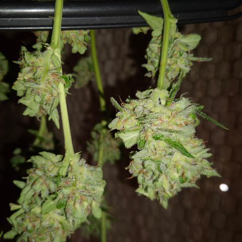Auto Mac 51 - F1 growlog timeline photo