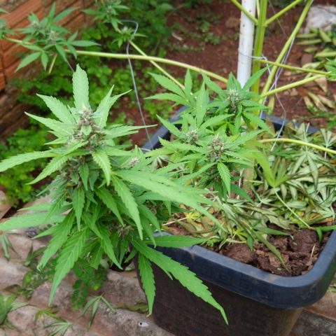 Auto Mac 51 - F1 growlog timeline photo