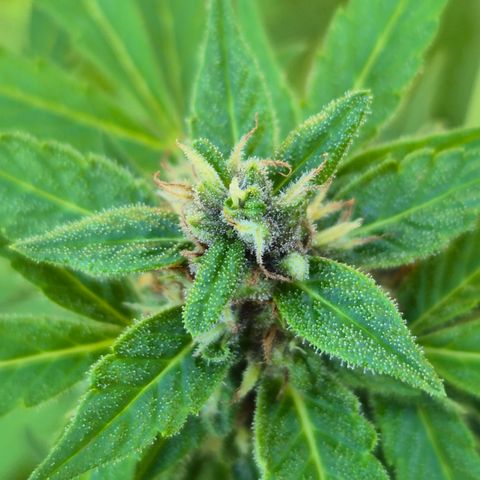 Auto Mac 51 - F1 growlog timeline photo