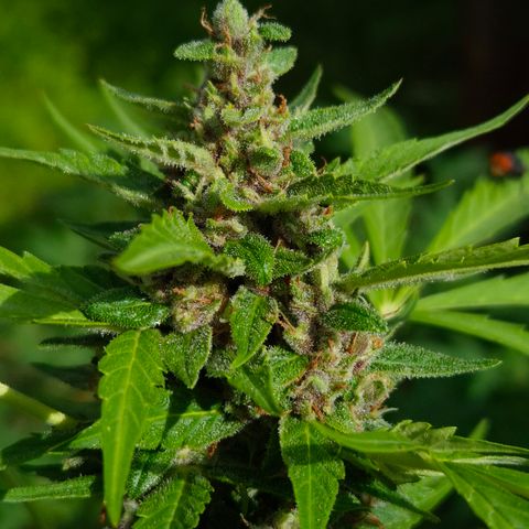 Auto Mac 51 - F1 growlog timeline photo