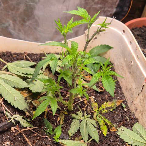 Oldman Bunshin do Bunshin 2 growlog timeline photo