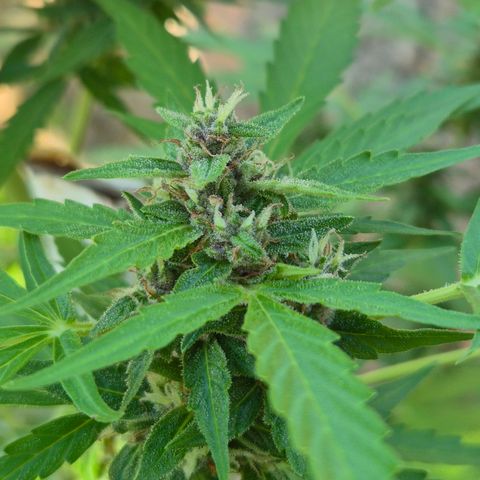 Auto Mac 51 - F1 growlog timeline photo