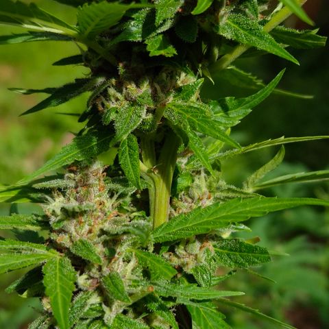 Auto Mac 51 - F1 growlog timeline photo