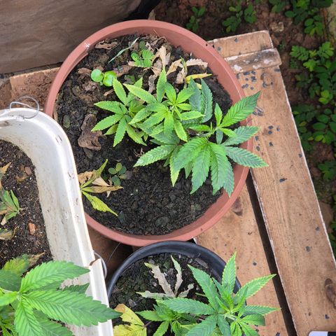 Oldman Bunshin do Bunshin 2 growlog timeline photo