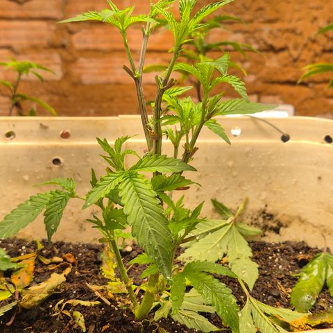 Oldman Bunshin do Bunshin 2 growlog timeline photo