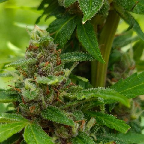 Auto Mac 51 - F1 growlog timeline photo