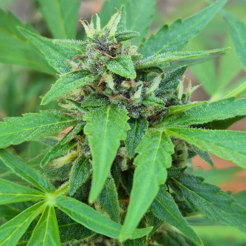 Auto Mac 51 - F1 growlog timeline photo