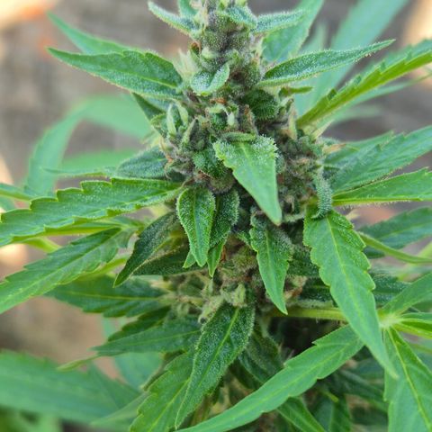 Auto Mac 51 - F1 growlog timeline photo