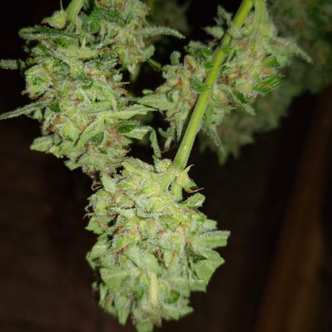Auto Mac 51 - F1 growlog timeline photo