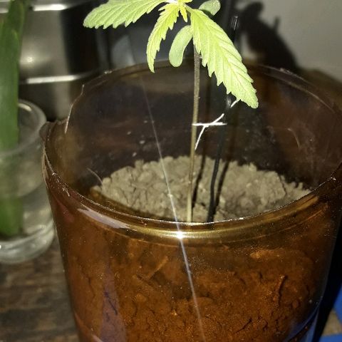 Arco Iris #07 growlog photo: 8 cm