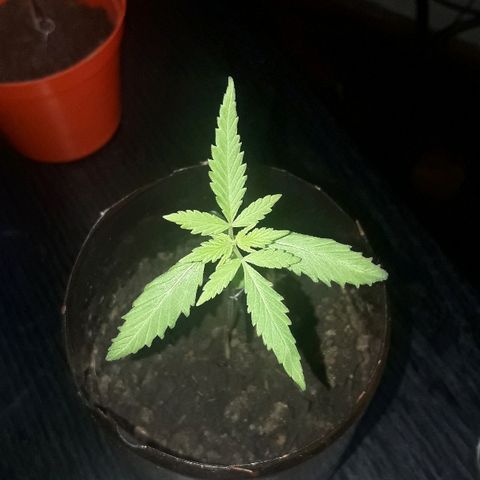 Arco Iris #07 growlog photo: 9 cm