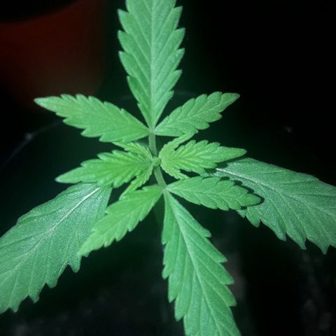 Arco Iris #07 growlog timeline photo