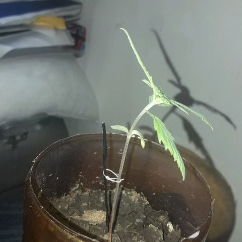 Arco Iris #07 growlog timeline photo