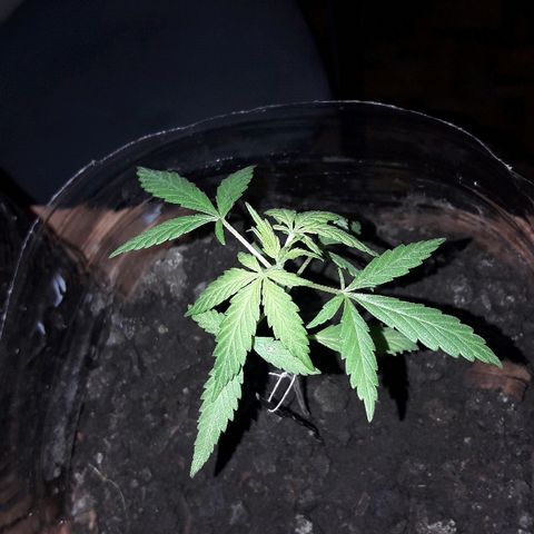 Arco Iris #07 growlog photo: 11.5