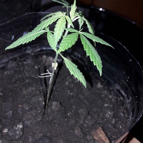 Arco Iris #07 growlog timeline photo