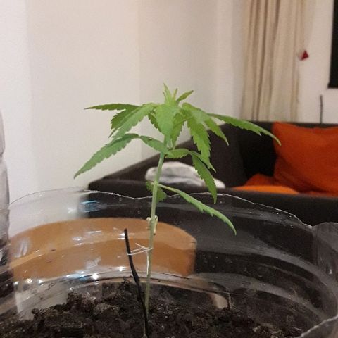 Arco Iris #07 growlog timeline photo
