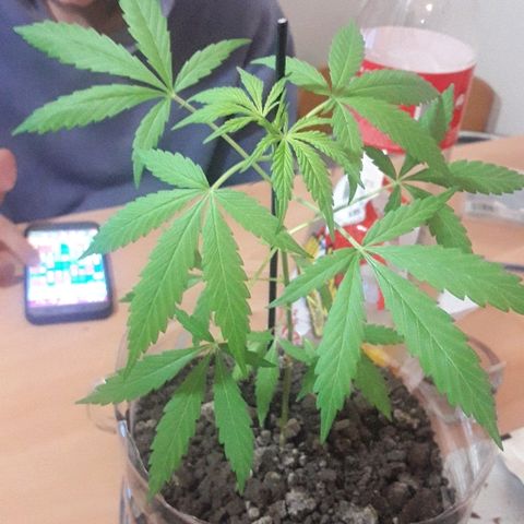 Arco Iris #07 growlog photo: 22 cm
