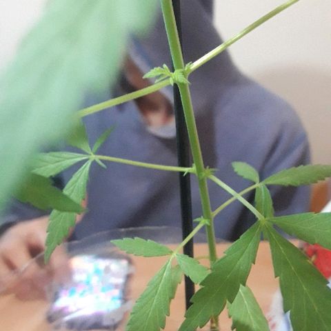 Arco Iris #07 growlog timeline photo