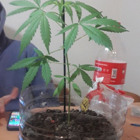 Arco Iris #07 growlog timeline photo
