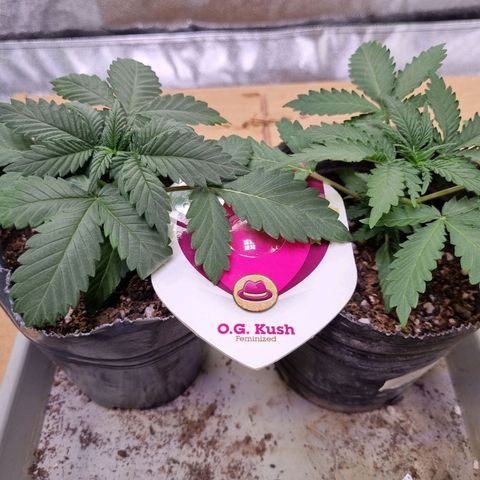 O. G. Kush #1 growlog timeline photo