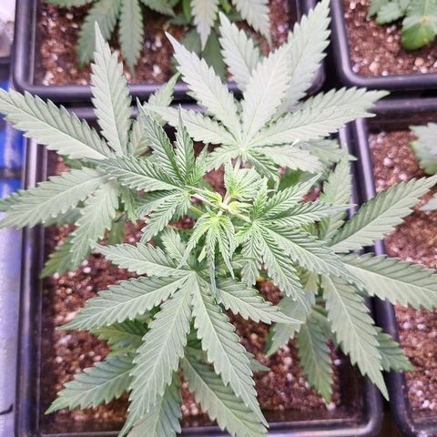 O. G. Kush #1 growlog timeline photo