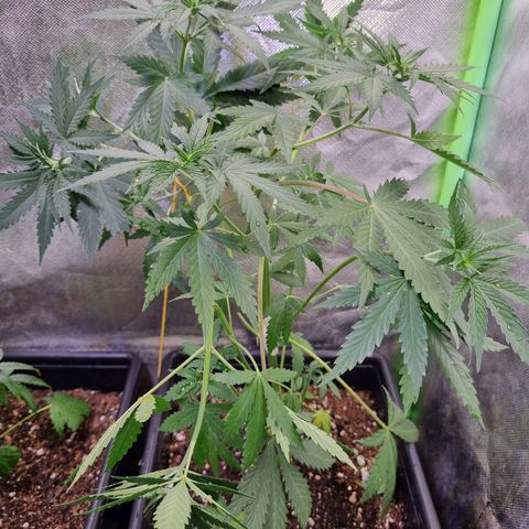 O. G. Kush #1 growlog timeline photo