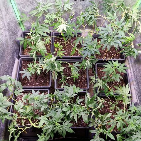 O. G. Kush #1 growlog timeline photo