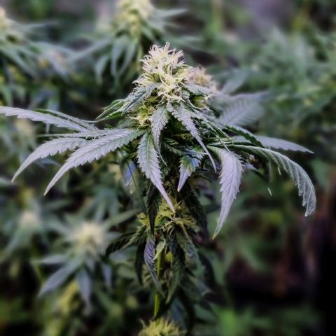 O. G. Kush #1 growlog timeline photo