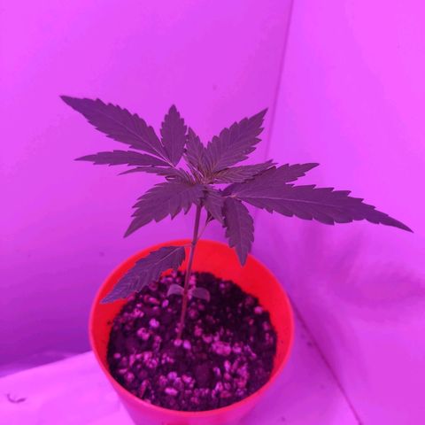 Prenseed Microgrow M growlog timeline photo